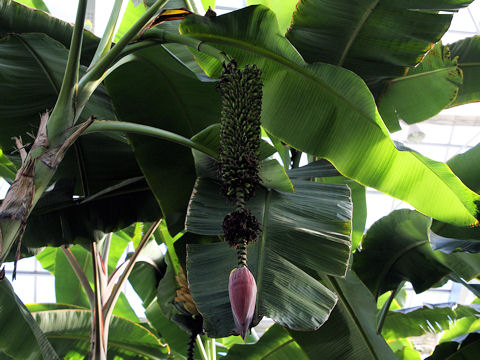 Musa chiliocarpa