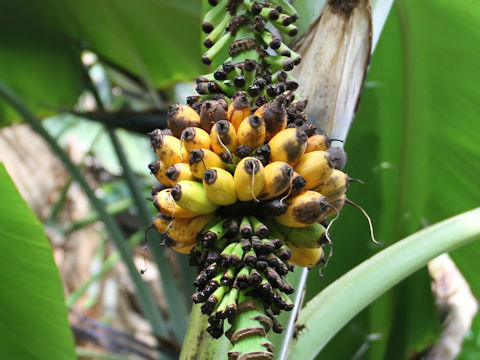 Musa chiliocarpa