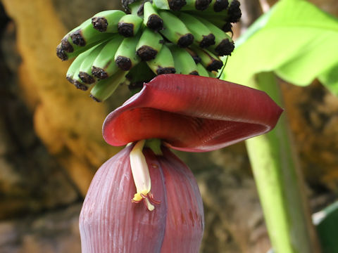 Musa chiliocarpa