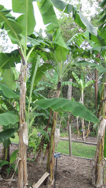 Musa chiliocarpa