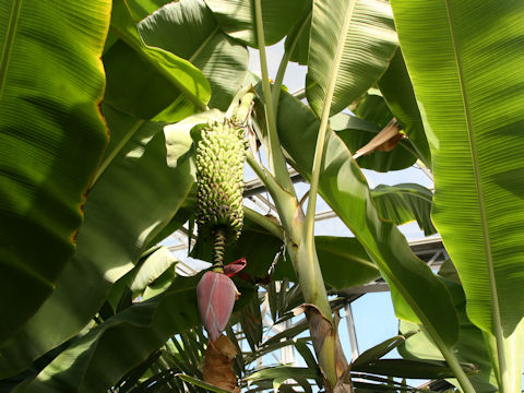 Musa chiliocarpa