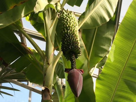 Musa chiliocarpa