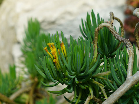 Senecio barbertonicus