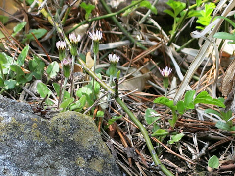 Leibnitzia anandria