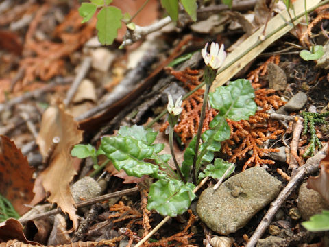 Leibnitzia anandria