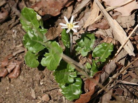 Leibnitzia anandria