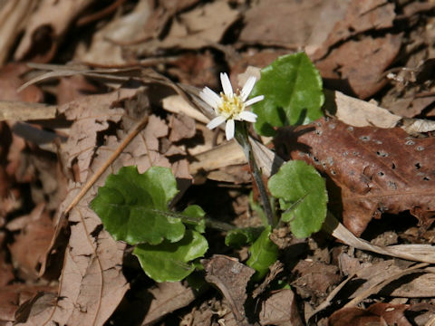 Leibnitzia anandria