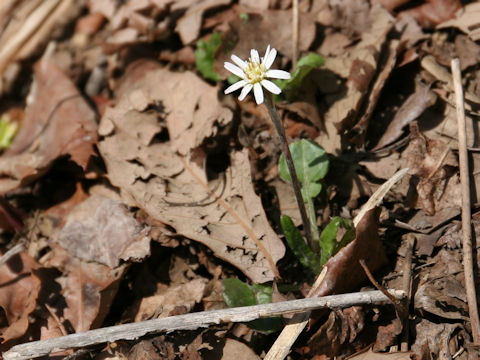 Leibnitzia anandria