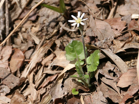 Leibnitzia anandria