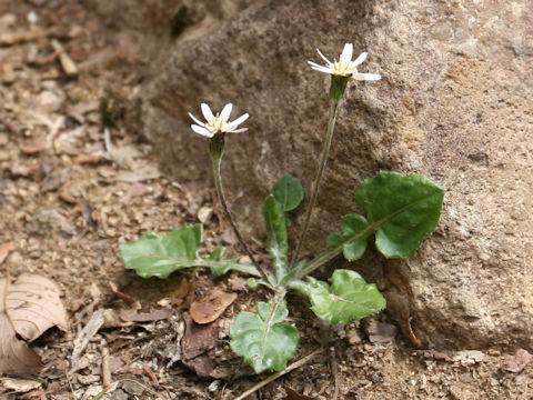 Leibnitzia anandria