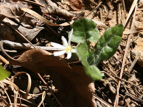 Leibnitzia anandria