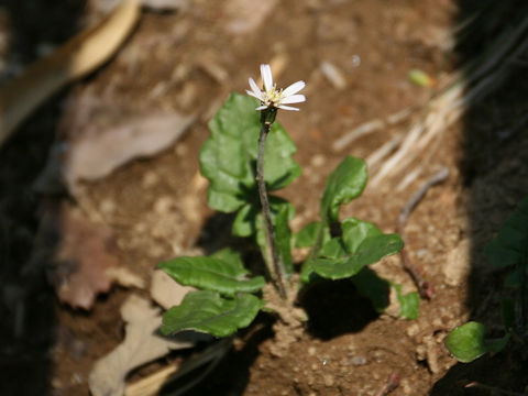 Leibnitzia anandria