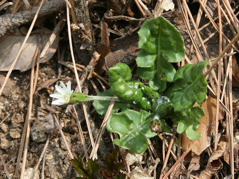 Leibnitzia anandria