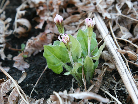 Leibnitzia anandria