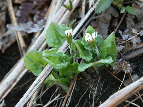 Leibnitzia anandria