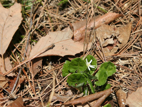 Leibnitzia anandria