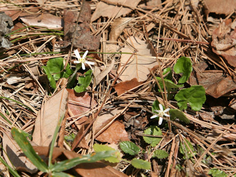 Leibnitzia anandria