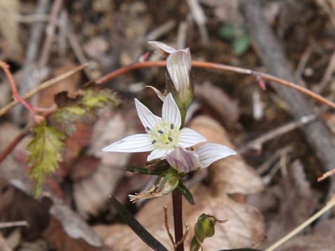 Swertia japonica