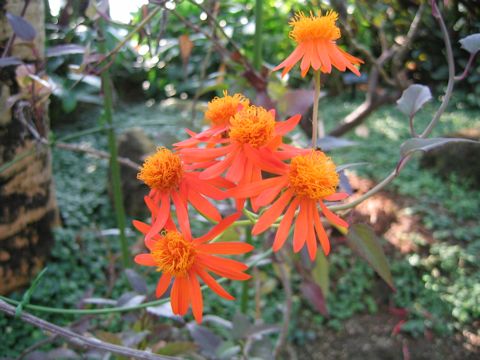 Senecio confusus