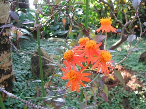 Senecio confusus