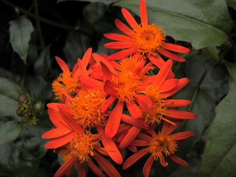 Senecio confusus