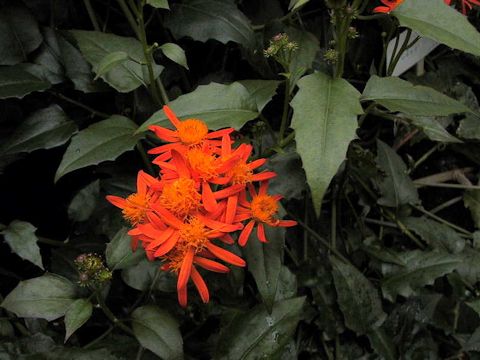 Senecio confusus