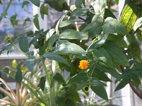 Senecio confusus