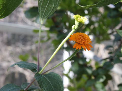 Senecio confusus