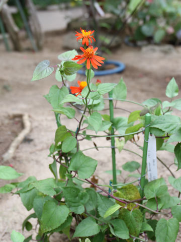 Senecio confusus