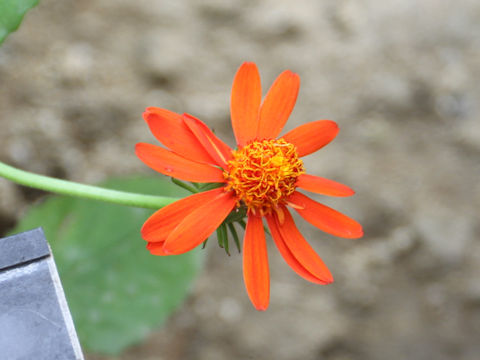 Senecio confusus