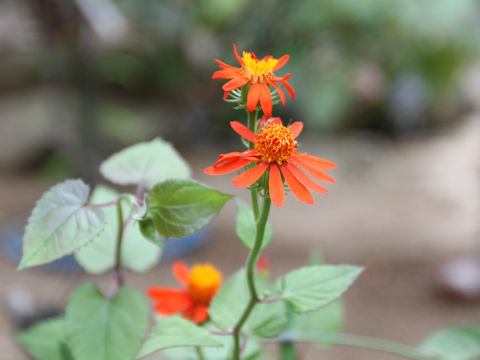 Senecio confusus