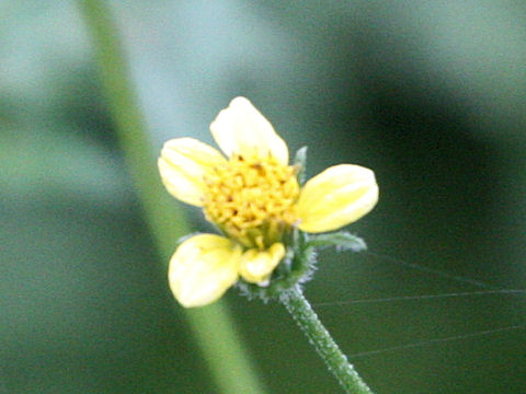 Bidens biternata