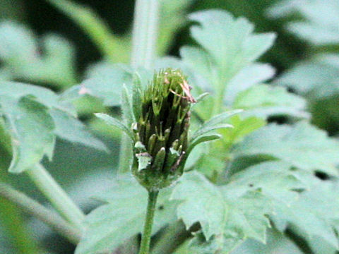 Bidens biternata