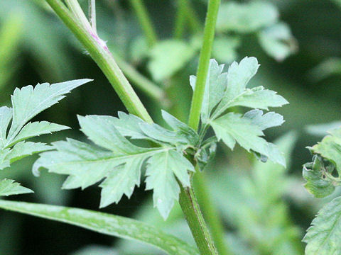 Bidens biternata