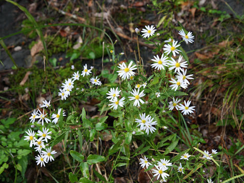 Aster microcephalus