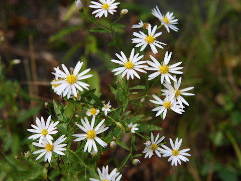 Aster microcephalus