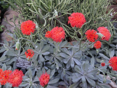 Senecio nyikensis var. hildebrandtii