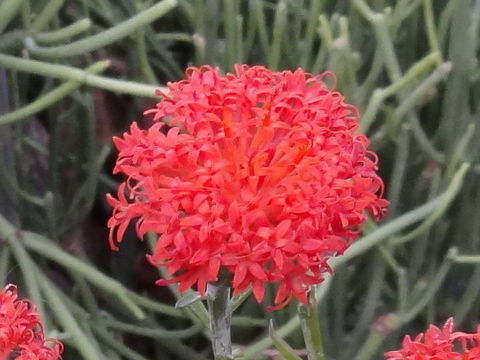 Senecio nyikensis var. hildebrandtii