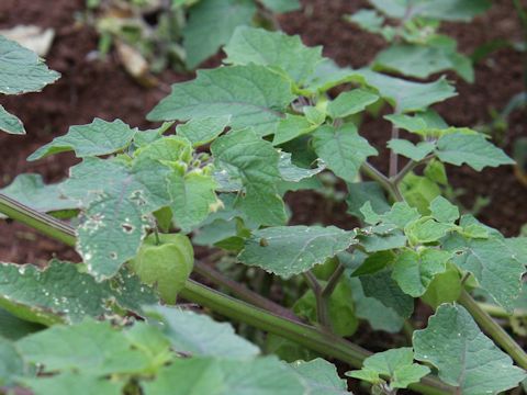 Physalis pubescens