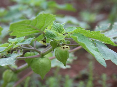 Physalis pubescens