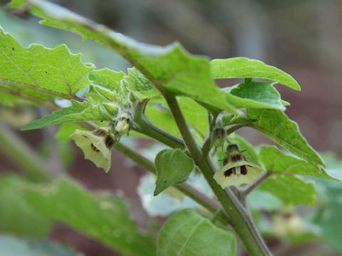 Physalis pubescens