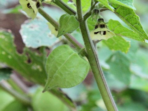 Physalis pubescens