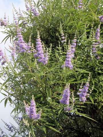 Vitex agunus-castus