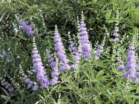 Vitex agunus-castus