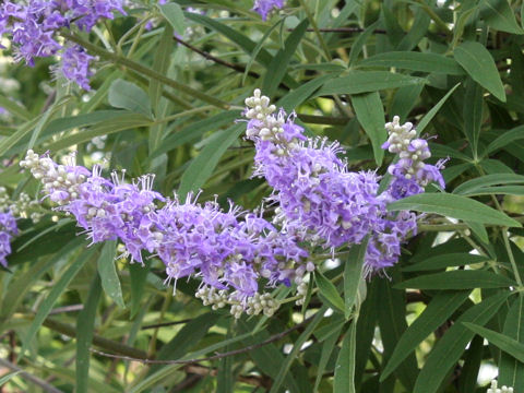 Vitex agunus-castus