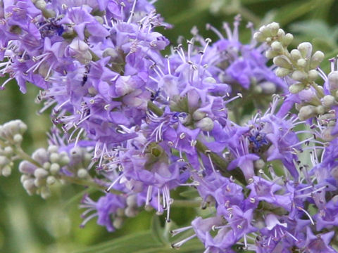 Vitex agunus-castus