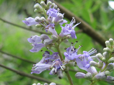 Vitex agunus-castus