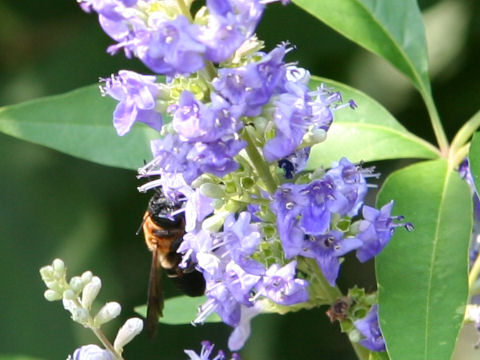 Vitex agunus-castus