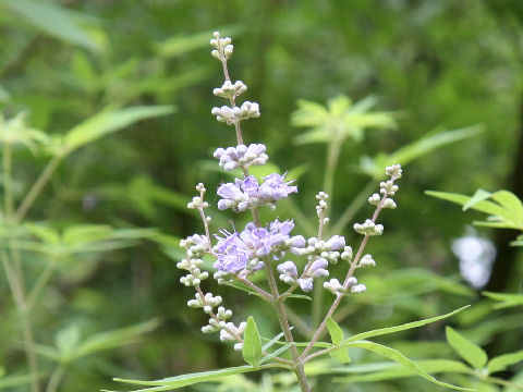 Vitex agunus-castus