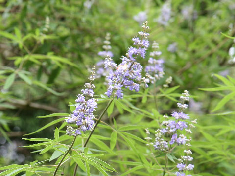 Vitex agunus-castus